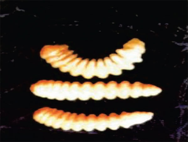 لارو سوسک شاخک بلند یونجه